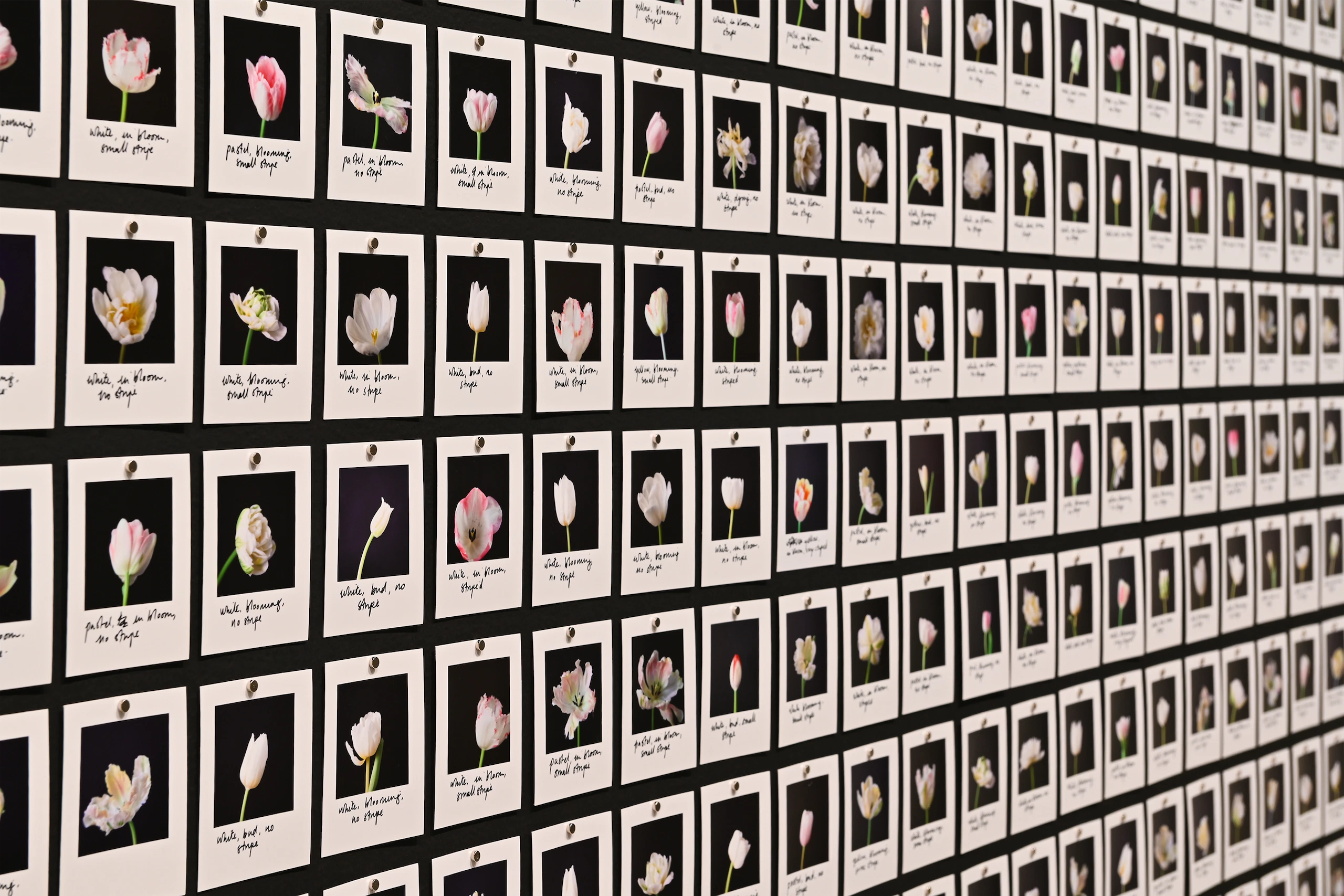 Imagen de la expo El sueño de la razón 2 Anna Riedler_Myriad (Tulips)_2018